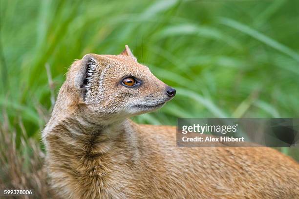 yellow mongoose - cynictis penicillata - マングース ストックフォトと画像