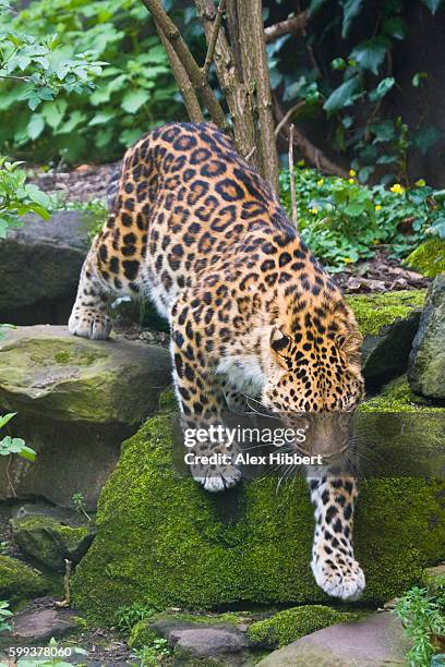 amur leopard - panthera pardus orientalis, controlled conditions - amur leopard stock-fotos und bilder