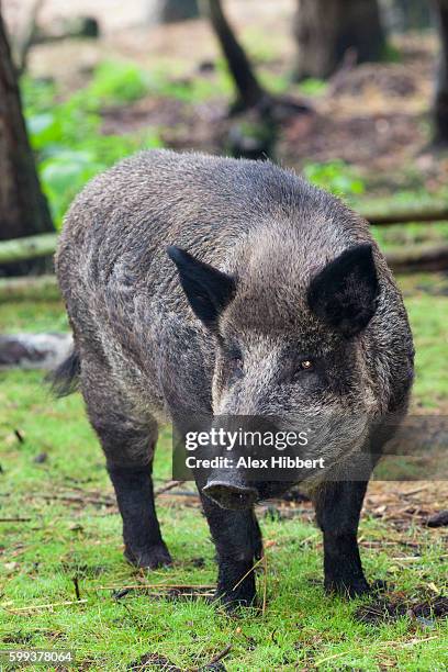 wild boar (sus scrofa) - alex evers stockfoto's en -beelden