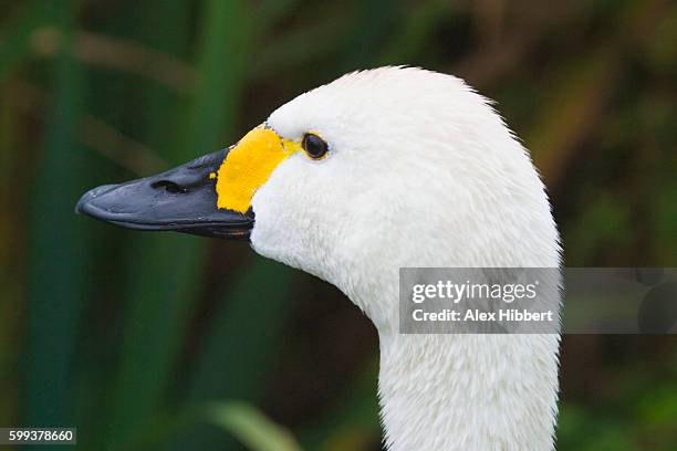 bewick's swan - cygnus columbianus - cygnus columbianus stock pictures, royalty-free photos & images