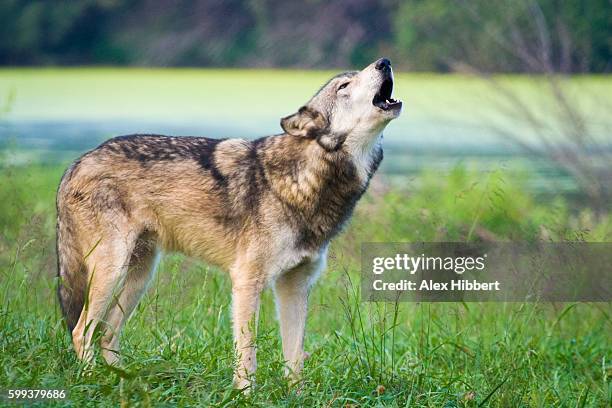 grey wolf howling - canis lupus, in the wild in indiana, usa - alex grey stock pictures, royalty-free photos & images