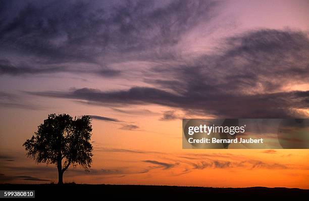 silhouette of a tree at sunset - bernard jaubert stock pictures, royalty-free photos & images