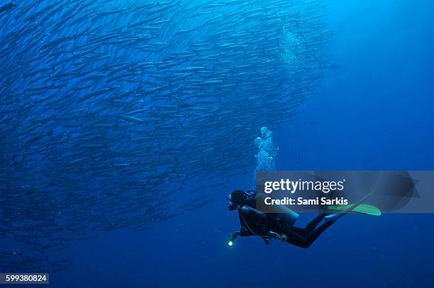 scuba diver looking at a school of blackfin barracuda, sipadan island, borneo, malaysia - barracuda stockfoto's en -beelden