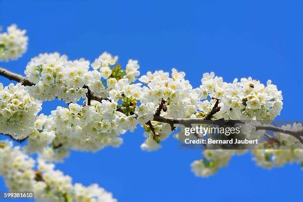 apple blossom tree in spring - bernard jaubert stock pictures, royalty-free photos & images