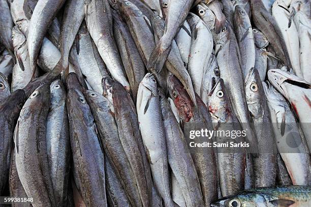 113 Sami Fishing Stock Photos, High-Res Pictures, and Images - Getty Images