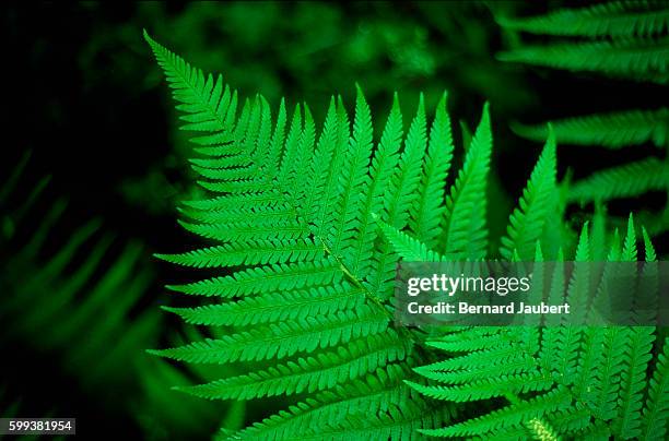 fern leaves close-up view - bernard jaubert stock pictures, royalty-free photos & images