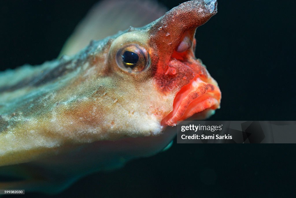 Batin Fish Redlipped Batfish Closeup Galapagos Islands Ecuador South America High ...