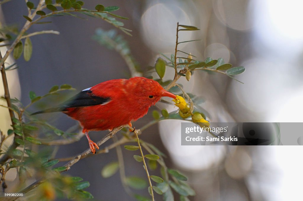 An 'I'iwi bird extracting nectar from yellow tree flowers in Maui Island, Hawaii Islands, USA.