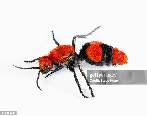 velvet ant (mutillidae) - macro shot - hautflügler stock-fotos und bilder