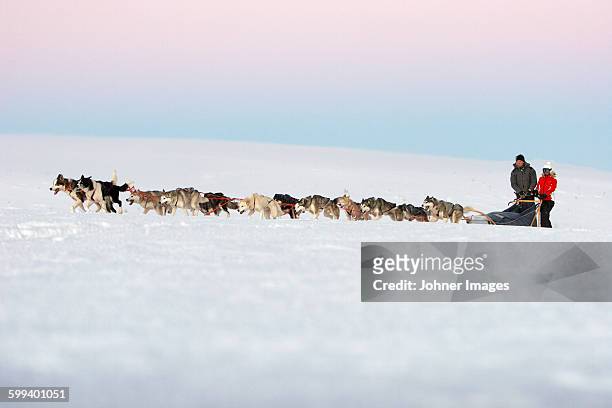couple on dog sledge - dalarna winter stock-fotos und bilder