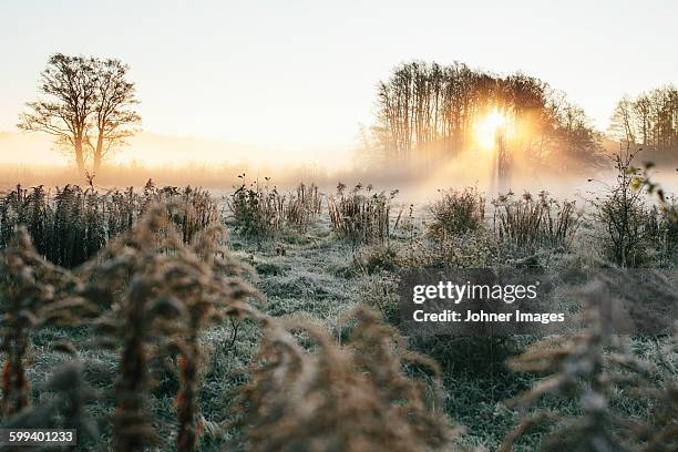 foggy meadow - 霜 ストックフォトと画像