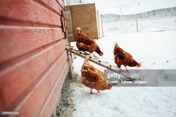 hens at winter - dalarna winter stock-fotos und bilder