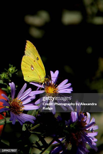 orange-barred sulphur butterfly. - clouded yellow butterfly stockfoto's en -beelden