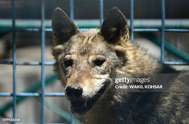Abzan Wolves Afghan Wolf Photos and Premium High Res Pictures - Getty Images