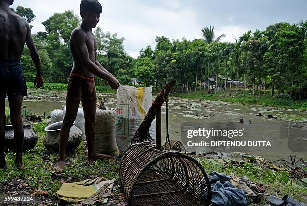 Indian farmers use bags to gather their catch of water snails in a pond in the village of Surjapur some 180kms from Siliguri on September 2, 2016....