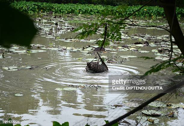 An Indian farmer carries a basket with his catch of water snails in a pond in the village of Surjapur some 180kms from Siliguri on September 2, 2016....