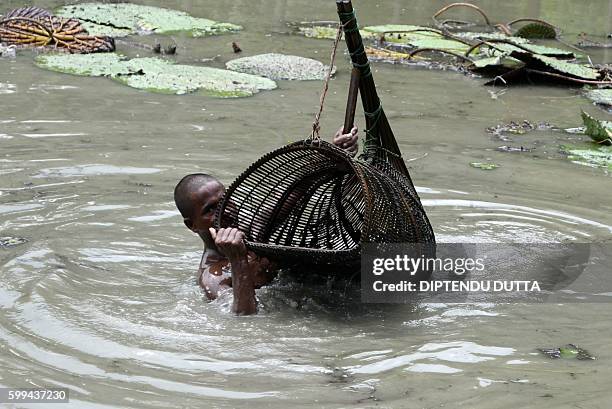 An Indian farmer carries a basket with his catch of water snails in a pond in the village of Surjapur some 180kms from Siliguri on September 2, 2016....