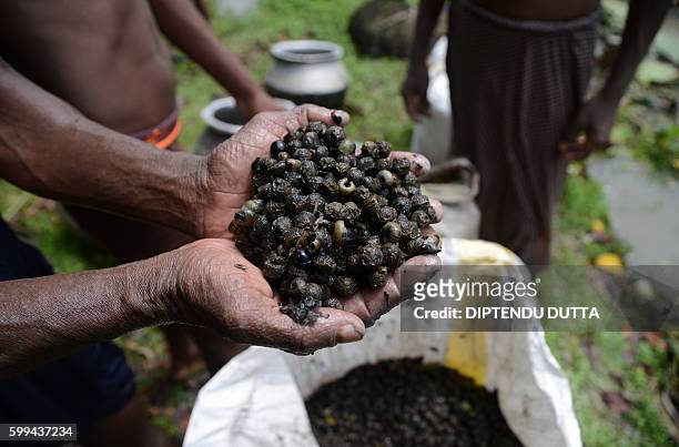 An Indian farmers poses with a crop of water snail collected from a pond in the village of Surjapur some 180kms from Siliguri on September 2, 2016....