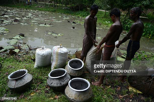 Indian farmers use bags to gather their catch of water snails in a pond in the village of Surjapur some 180kms from Siliguri on September 2, 2016....