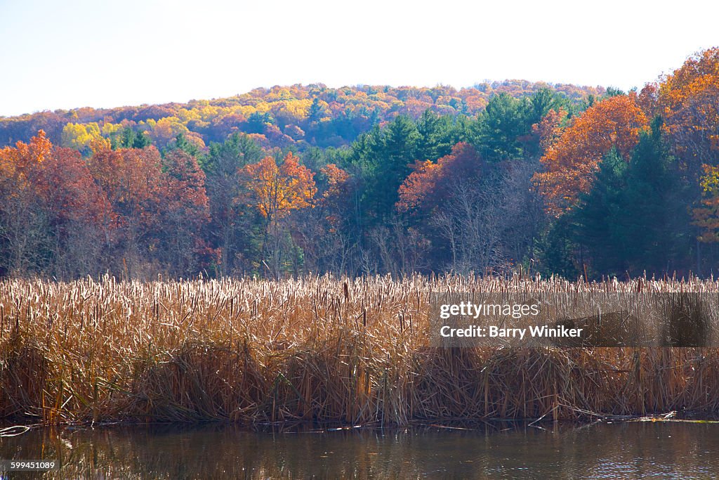 Bull Rushes Pond Grasses And Bullrushes On Pond In Autumn High-Res Stock Photo - Getty ...