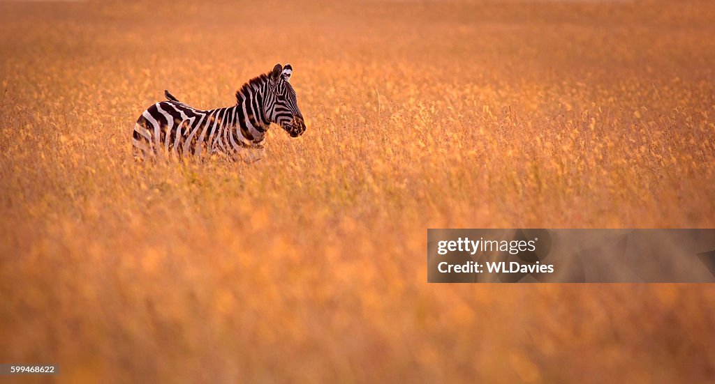 Zebra in the grass