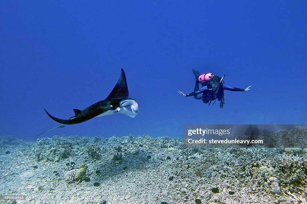 Diver and Manta Ray, Hawaii