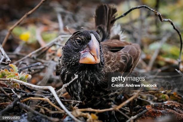 large ground finch, genovesa (tower) island - galapagos finch stock pictures, royalty-free photos & images