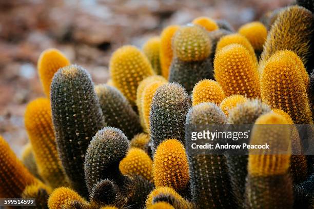 lava cactus, genovesa (tower) island. - lava cacti brachycereus nesioticus stock pictures, royalty-free photos & images