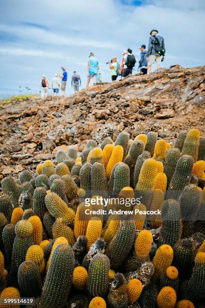 lava cactus, genovesa (tower) island. - îles galapagos photos et images de collection