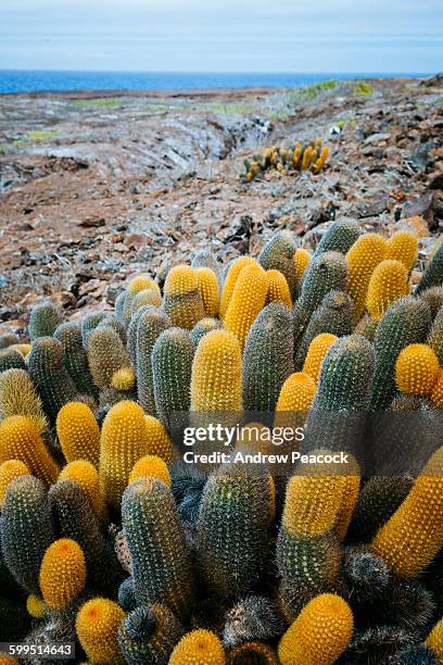 lava cactus, genovesa (tower) island - lava cacti brachycereus nesioticus stock pictures, royalty-free photos & images
