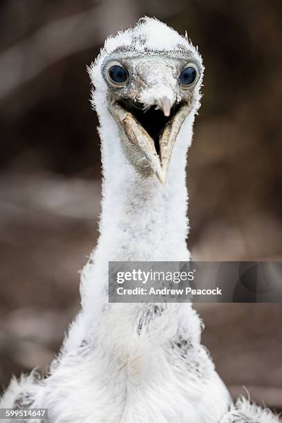 juvenile red footed booby, genovesa island - sula vogelgattung stock-fotos und bilder