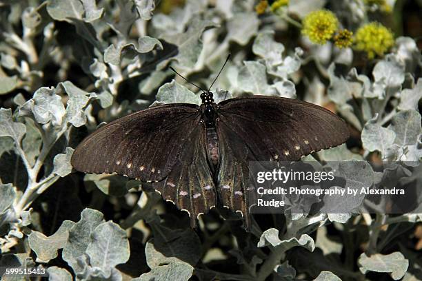 pipevine swallowtail butterfly. - pipevine swallowtail butterfly stock pictures, royalty-free photos & images