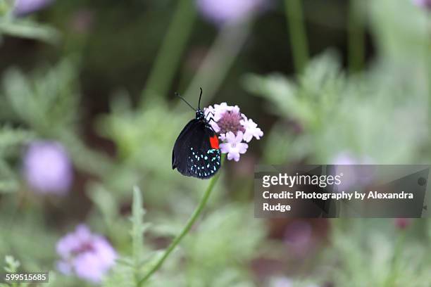 atala butterfly - eumaeus 個照片及圖片檔