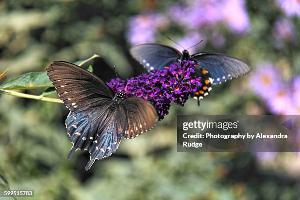 two pipevine butterflies. - pipevine swallowtail butterfly stock pictures, royalty-free photos & images