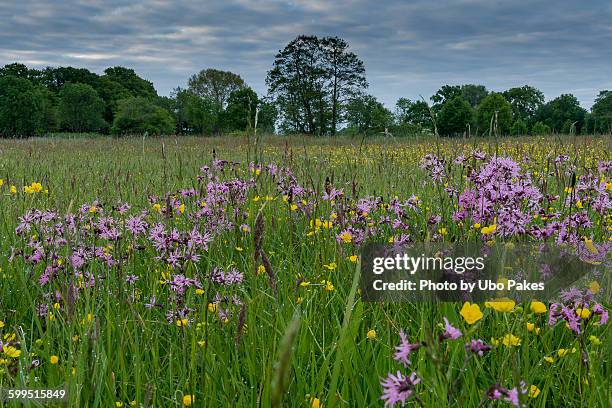 spring time meadows - ragged robin stock pictures, royalty-free photos & images