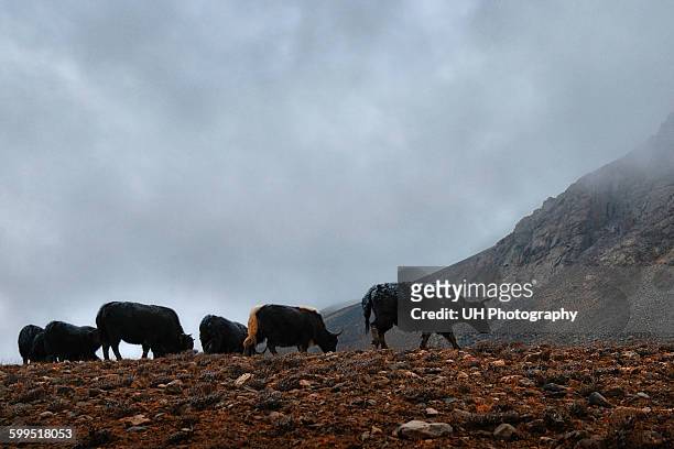 shandur top yaks - shandour pass stock pictures, royalty-free photos & images
