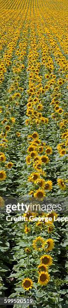 sunflower field panorama - kansas sunflowers stock pictures, royalty-free photos & images