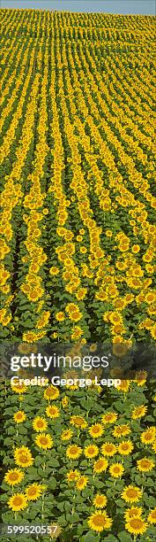 commercial sunflowers in kansas - kansas sunflowers stock pictures, royalty-free photos & images