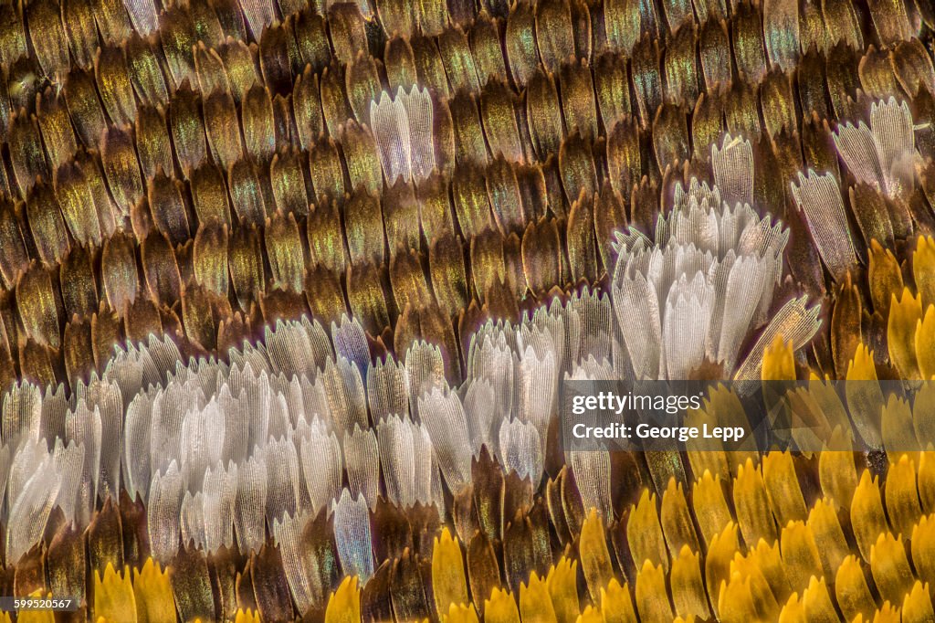 Owl butterfly wing detail