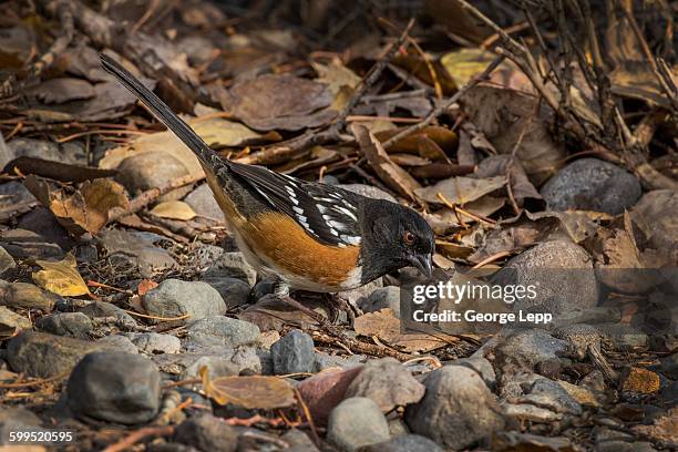 rufous-sided towhee foraging - towhee stock pictures, royalty-free photos & images