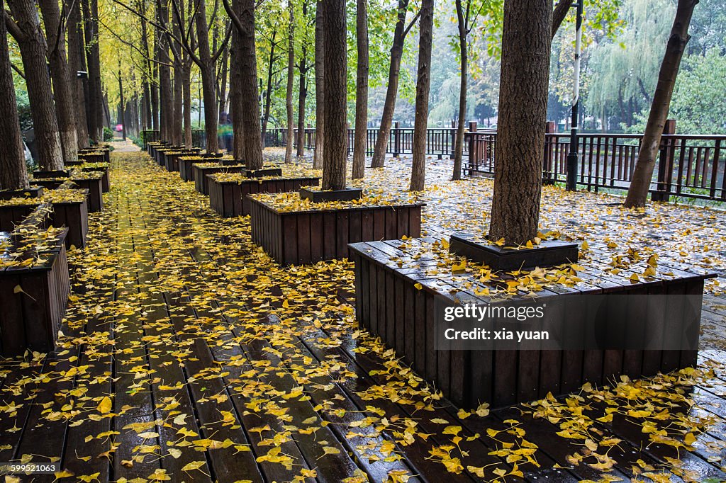 Fallen Leaves Of Ginkgo Trees On Park,Hangzhou