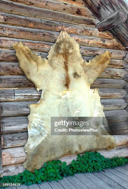 stretched grizzley hide - bear skin rug stock pictures, royalty-free photos & images