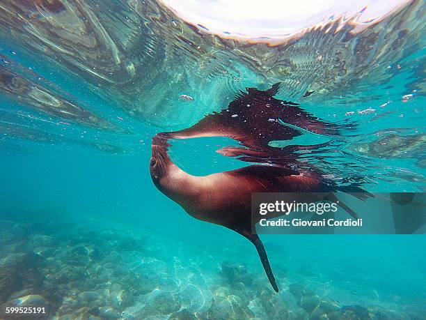 sea lion, galapagos - san cristobal stock pictures, royalty-free photos & images