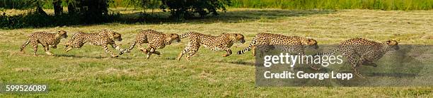 cheetah running sequence - gepardenfell stock-fotos und bilder