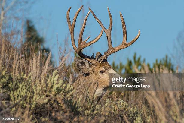 buck in the brush - mule deer stock pictures, royalty-free photos & images