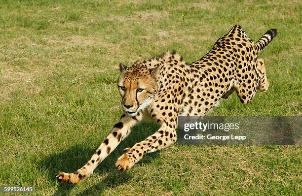 running cheetah - gepardenfell stock-fotos und bilder