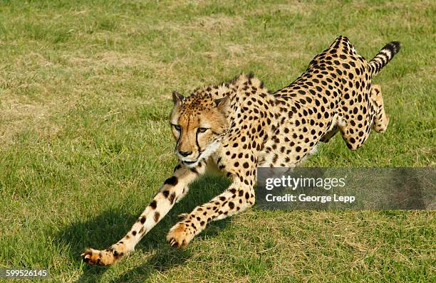 running cheetah - cheetah running stock pictures, royalty-free photos & images