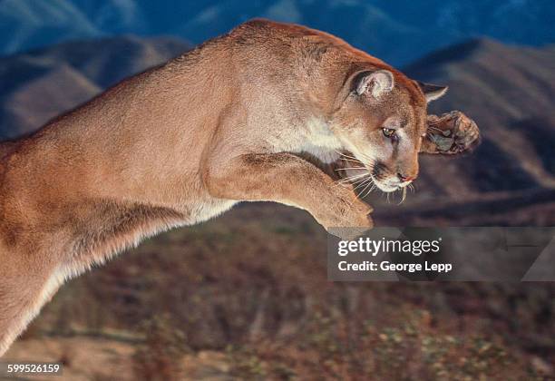 cougar pounce - puma stock-fotos und bilder