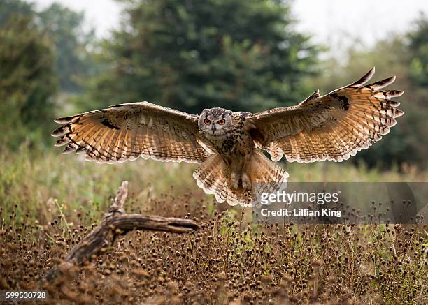 eagle owls in flight - gufo reale europeo foto e immagini stock