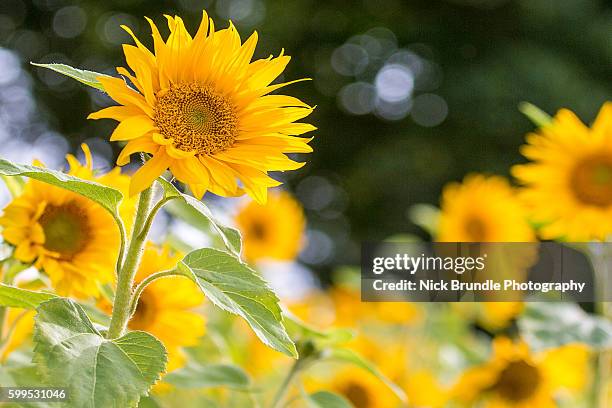 field of giant yellow sunflowers in full bloom - ヒマワリ属 ストックフォトと画像